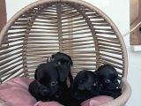 Pug Mobs Bebekler