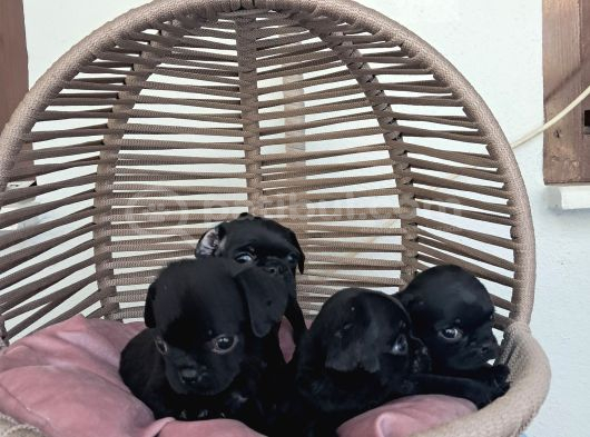 Pug Mobs Bebekler görsel