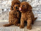 Mi̇krochi̇pli̇ Hi̇poalerjeni̇k Red Brown Poodle Yavrular