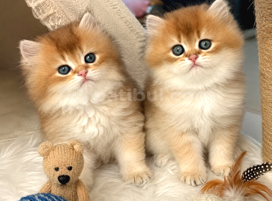 Aslan Yeleli Özel Renk Golden Ny12 British Longhair görsel
