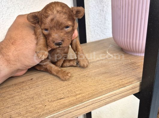 Korekan Poodle Yavrular Tekirdağ görsel