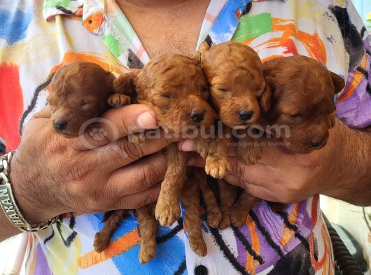 Korekan Poodle Yavrular Tekirdağ görsel