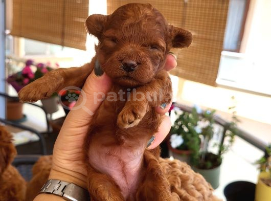 Korekan Poodle Yavrular Tekirdağ görsel