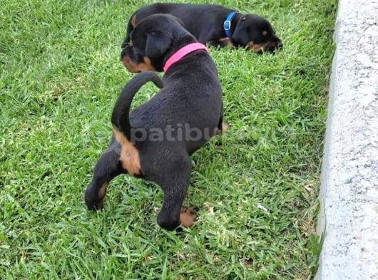 Efsane Kalitede Doberman Yavruları görsel