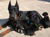Efsane Kalitede Doberman Yavruları