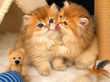 Aslan Yeleli Özel Renk Golden Ny12 British Longhair