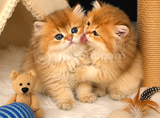 Aslan Yeleli Özel Renk Golden Ny12 British Longhair görsel