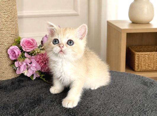 Orijinal British Shorthair Golden