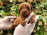 A Kailte Poodle  Yavrular