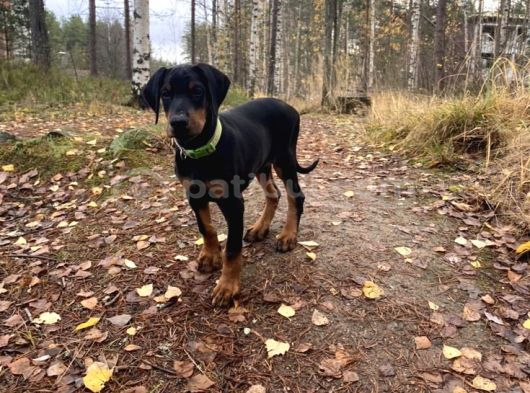 Nevada Cafe Süs Köpekleri̇ne Benzemez