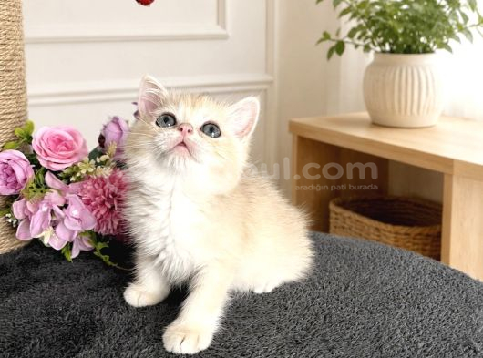 Orijinal British Shorthair Golden görsel