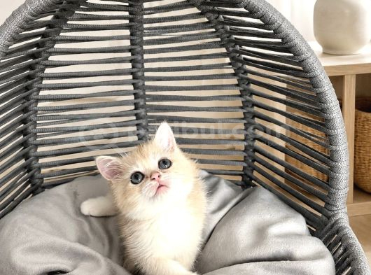 Orijinal British Shorthair Golden görsel