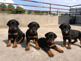 Efsane Kalitede Doberman Yavruları
