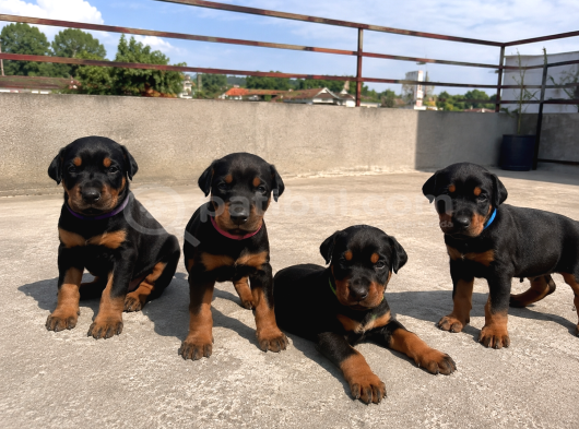 Efsane Kalitede Doberman Yavruları görsel