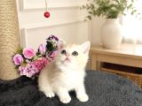 Orijinal British Shorthair Golden