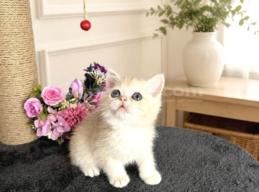 Orijinal British Shorthair Golden görsel