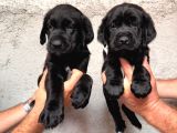 A Kalite Labrador Yavrular