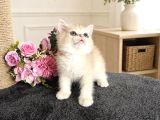 Orijinal British Shorthair Golden