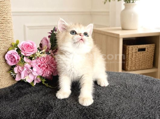 Orijinal British Shorthair Golden görsel