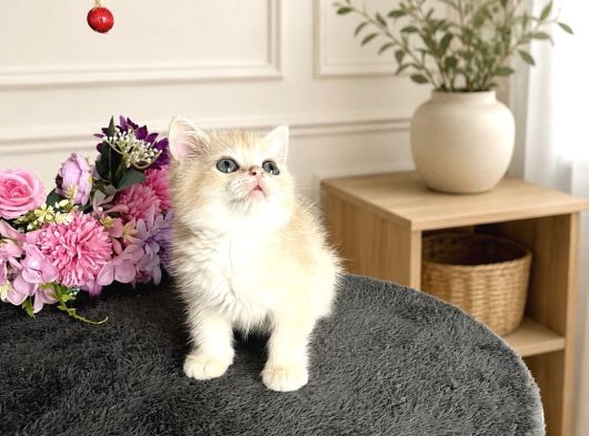 Orijinal British Shorthair Golden görsel