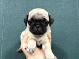 Safkan Si̇mi̇t Kuyruk Krem Renk Pug Bebekler