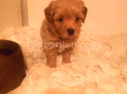 Ev Üretimi A Kalite Maltipoo Bebekler görsel