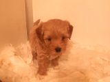 Ev Üretimi A Kalite Maltipoo Bebekler