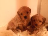 Ev üretimi A kalite maltipoo bebekler