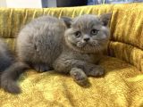 Çok Güzel Lilac Britiish Shorthair Yavrumuz