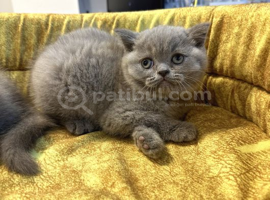 Çok Güzel Lilac Britiish Shorthair Yavrumuz görsel