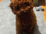 4 Aylik Aşilari Tam Tuvalet Eği̇ti̇mli̇ Hi̇poalerjeni̇k Poodle