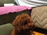 4 Aylik Aşilari Tam Tuvalet Eği̇ti̇mli̇ Hi̇poalerjeni̇k Poodle