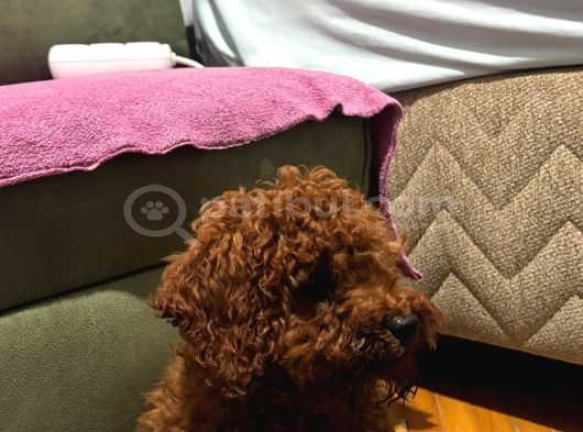 4 Aylik Aşilari Tam Tuvalet Eği̇ti̇mli̇ Hi̇poalerjeni̇k Poodle görsel