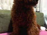 4 Aylik Aşilari Tam Tuvalet Eği̇ti̇mli̇ Hi̇poalerjeni̇k Poodle