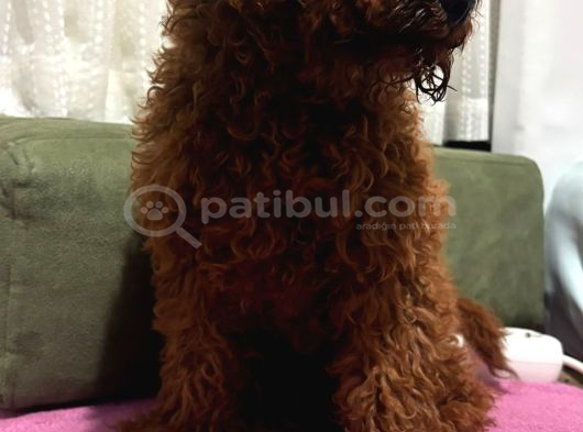4 Aylik Aşilari Tam Tuvalet Eği̇ti̇mli̇ Hi̇poalerjeni̇k Poodle görsel