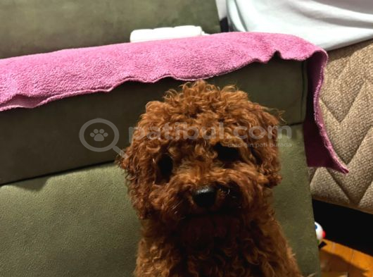 4 Aylik Aşilari Tam Tuvalet Eği̇ti̇mli̇ Hi̇poalerjeni̇k Poodle