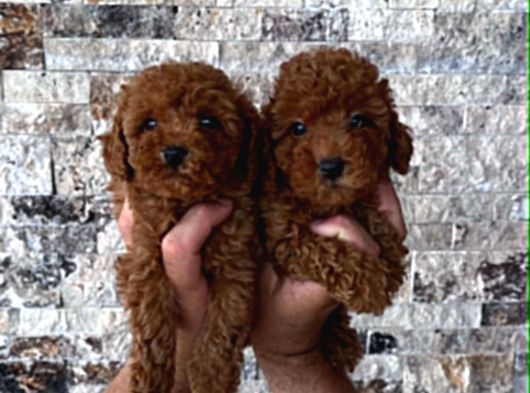 Mi̇krochi̇pli̇ Hi̇poalerjeni̇k Red Brown Poodle Yavrular görsel
