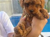 2 Aylık Teacup Toy Poddlelar
