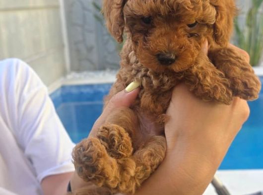 2 Aylık Teacup Toy Poddlelar