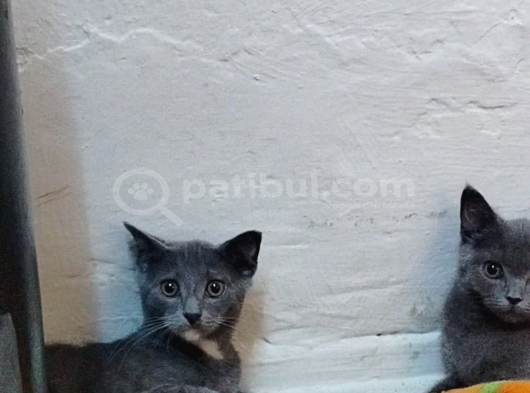 Ücretsiz 6 kedi verilecektir salı günü kim alırsa whatsapp