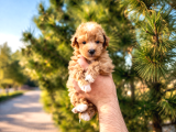 A Kalite Maltipoo Yavrularım