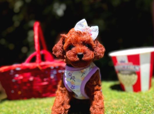 Orjinal Toy Poodle Yavrumuz Luna görsel