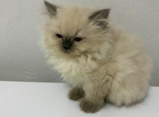 British Longhair Shorthair Bebekler