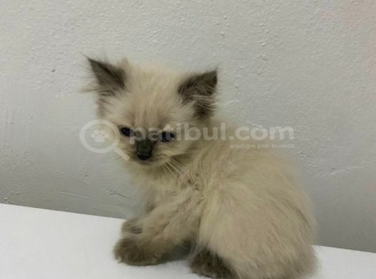 British Longhair Shorthair Bebekler görsel