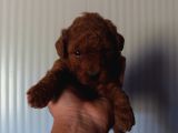 A Kali̇te Toy Poodle Yavrulari