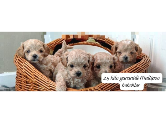 IRK GARANTİLİ YAVRULARIMIZ