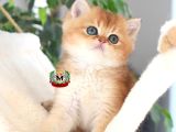 Bri̇ti̇sh Shorthai̇r Kardeşler
