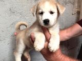 A Kalite Beyaz Husky Yavrular