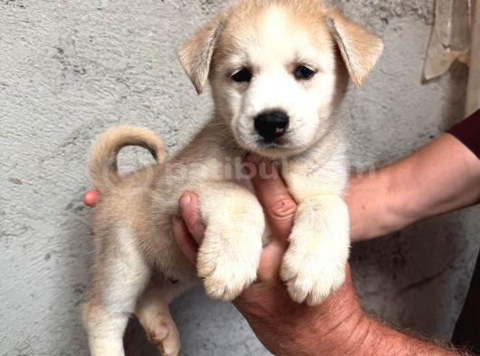 A Kalite Beyaz Husky Yavrular görsel