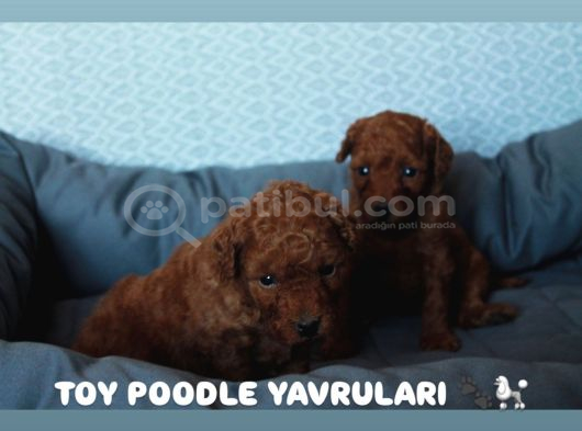 A Kali̇te Toy Poodle Yavrulari görsel